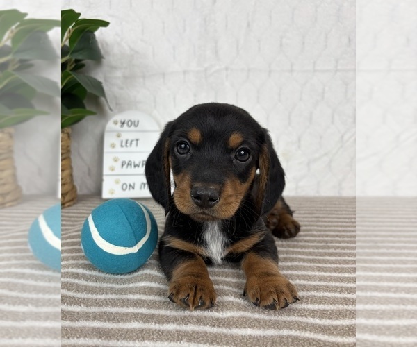 Medium Photo #4 Dachshund Puppy For Sale in GREENFIELD, IN, USA