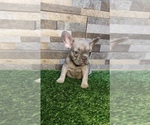 Small Photo #44 French Bulldog Puppy For Sale in HOUSTON, TX, USA