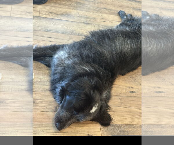 Medium Photo #2 Great Pyrenees Puppy For Sale in Denton, TX, USA