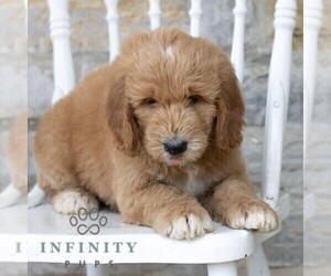 Goldendoodle Puppy for sale in KUTZTOWN, PA, USA