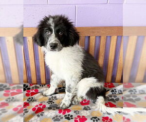Great Pyrenees-Unknown Mix Dogs for adoption in Genesee, WI, USA