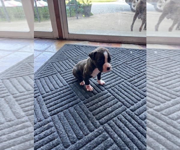 Medium Photo #4 Boxer Puppy For Sale in GLENWOOD, IN, USA