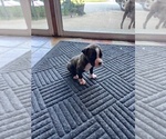 Puppy Fred Boxer