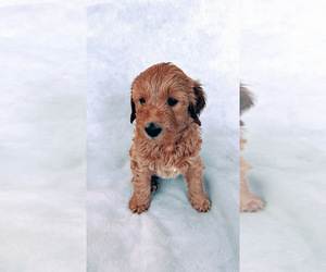 Goldendoodle Puppy for sale in HAYWARD, CA, USA