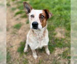 Australian Cattle Dog-Unknown Mix Dogs for adoption in Modesto, CA, USA