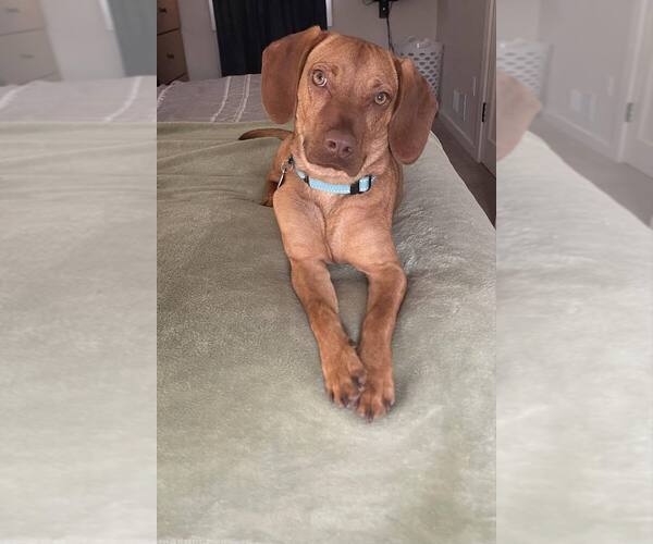 Medium Photo #6 Mutt Puppy For Sale in Springdale, PA, USA