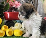 Small #3 Shih Tzu