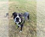 Small American Pit Bull Terrier Mix