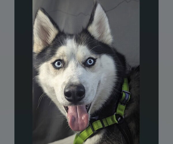 Medium Photo #6 Siberian Husky Puppy For Sale in Fargo, ND, USA
