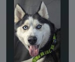 Small #5 Siberian Husky