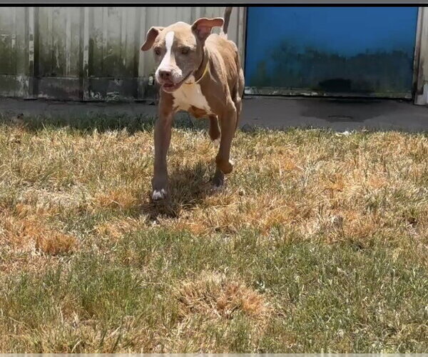 Medium Photo #2 Pointer-Unknown Mix Puppy For Sale in Houston, TX, USA
