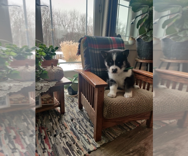 Medium Photo #2 Siberian Husky Puppy For Sale in AUBURN, NY, USA