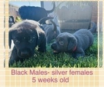 Small Photo #14 Labrador Retriever Puppy For Sale in MANTECA, CA, USA