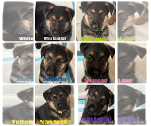 German Shepherd Dog Puppy for sale in LIVINGSTON, NJ, USA