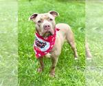 Small #5 American Pit Bull Terrier