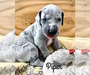 Great Dane Puppy for sale in FITZWILLIAM, NH, USA