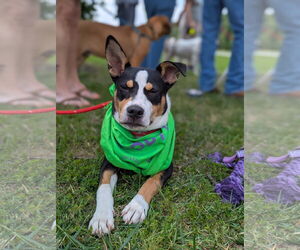 American Staffordshire Terrier Dogs for adoption in Holly Springs, NC, USA
