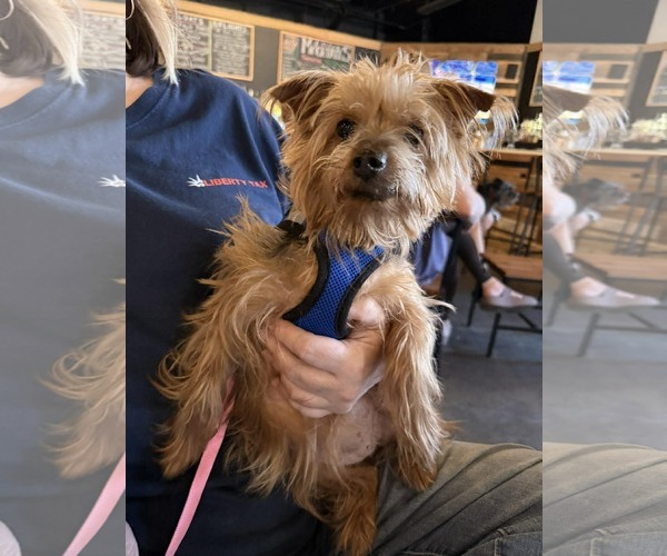 Medium Photo #2 Mutt Puppy For Sale in Holly Springs, NC, USA