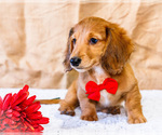 Small #1 Dachshund
