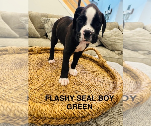 Medium Photo #7 Boxer Puppy For Sale in STAYTON, OR, USA