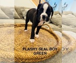 Small #6 Boxer