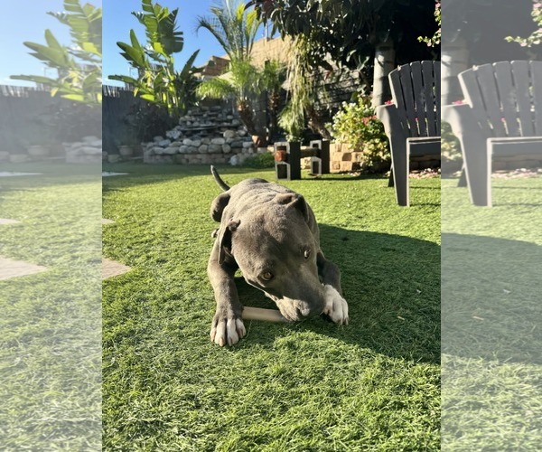 Medium Photo #3 Mutt Puppy For Sale in La Verne, CA, USA