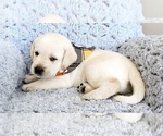 Small Photo #5 Labrador Retriever Puppy For Sale in AURORA, CO, USA