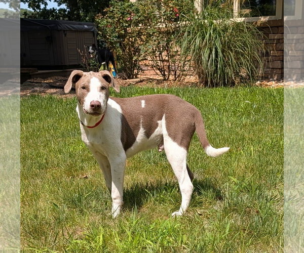 Medium Photo #14 Feist Terrier-Unknown Mix Puppy For Sale in Virginia Beach, VA, USA