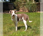 Small #13 Feist Terrier Mix