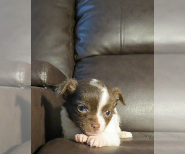Medium Photo #25 Chihuahua Puppy For Sale in HAYES, VA, USA