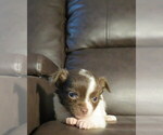 Small #24 Chihuahua