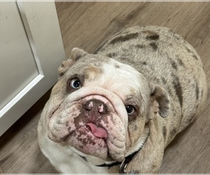 English Bulldog Puppy for sale in PASADENA, CA, USA