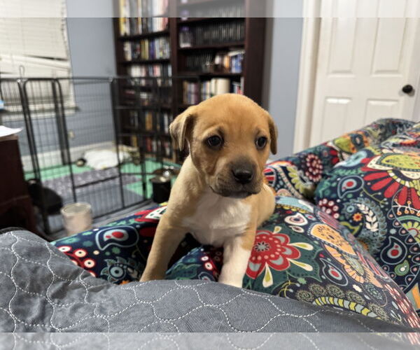 Medium Photo #1 American Staffordshire Terrier Puppy For Sale in Holly Springs, NC, USA