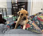 Small American Staffordshire Terrier