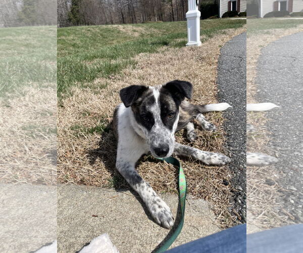 Medium Photo #2 Mutt Puppy For Sale in Holly Springs, NC, USA