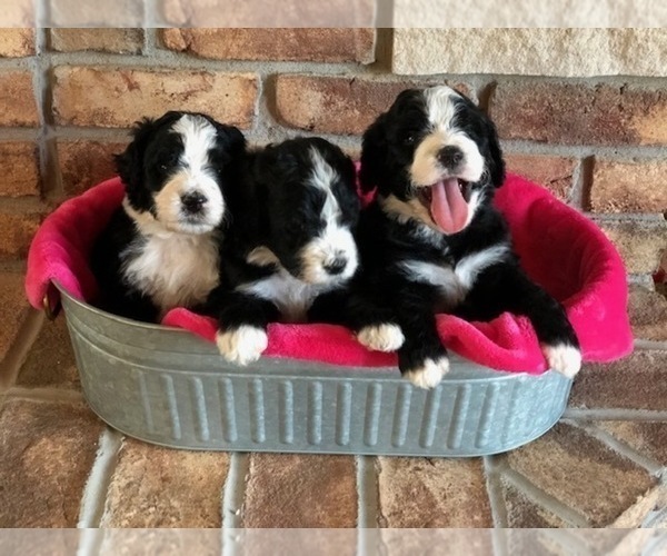 Medium Photo #23 Bernedoodle Puppy For Sale in BRYANT, IA, USA