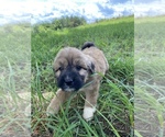 Small Photo #4 Pyredoodle Puppy For Sale in HARROGATE, TN, USA