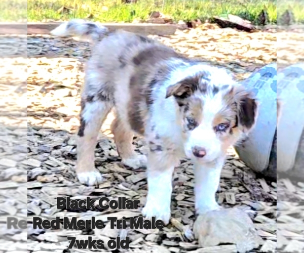 Medium Photo #31 Border Collie Puppy For Sale in BYBEE, TN, USA