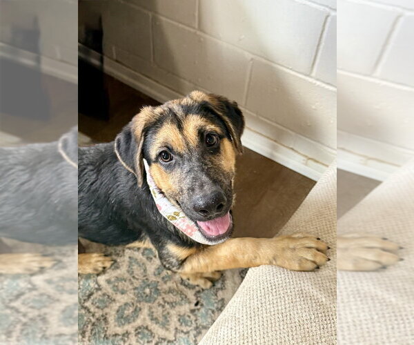 Medium Photo #4 German Shepherd Dog Puppy For Sale in San Leon, TX, USA