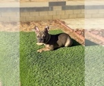 Small #7 French Bulldog
