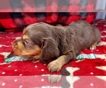 Small Photo #2 Dachshund Puppy For Sale in MURFREESBORO, TN, USA