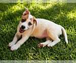 Small #3 Labrador Retriever Mix
