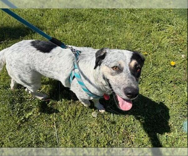 Medium Photo #2 Bluetick Coonhound-Unknown Mix Puppy For Sale in Tulsa, OK, USA