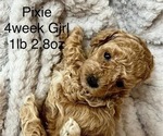 Puppy Pixie Poodle (Toy)