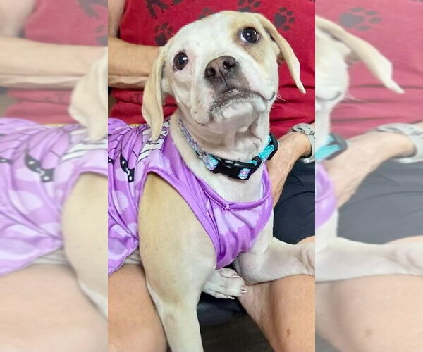 Medium Photo #7 Mutt Puppy For Sale in New York, NY, USA