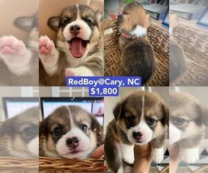 Pembroke Welsh Corgi Puppy for Sale in CARY, North Carolina USA