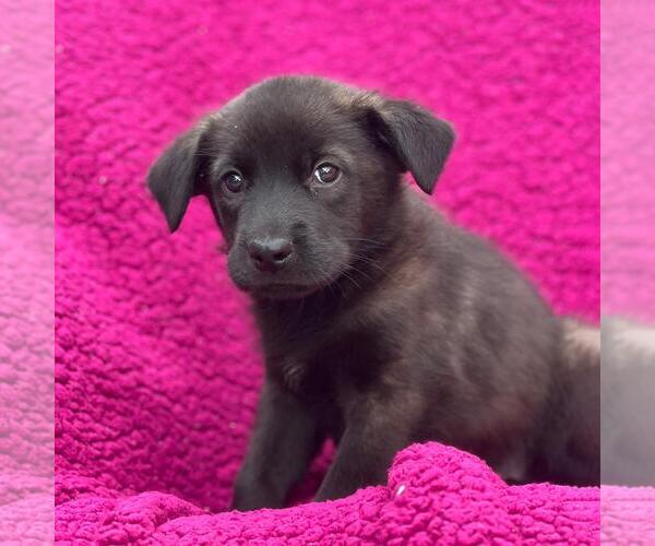 Medium Photo #1 Labrador Retriever-Unknown Mix Puppy For Sale in San Diego, CA, USA