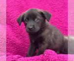 Small Labrador Retriever Mix