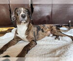 Small #2 Catahoula Leopard Dog Mix