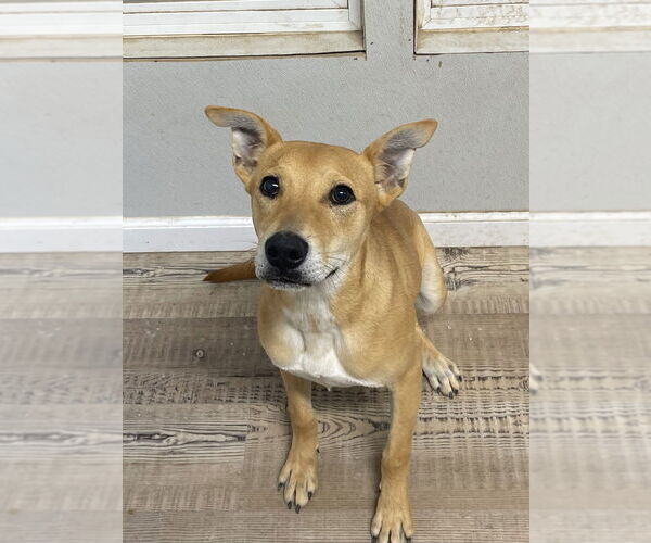Medium Photo #4 Labrador Retriever-Unknown Mix Puppy For Sale in Bolivar, MO, USA